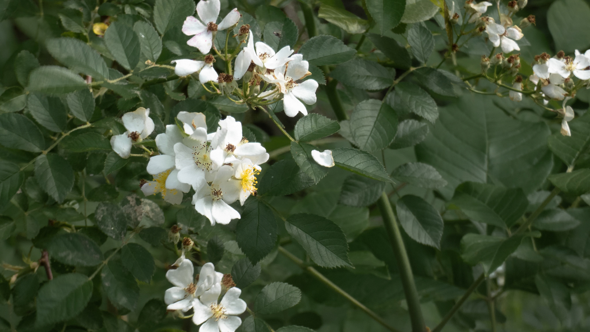 05/24/2024 @ Conkles Hollow , South Bloomingville⁩, ⁨Ohio⁩ (Multiflora Rose)