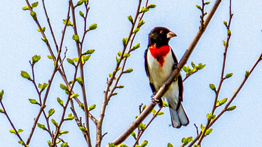 Rose-brested Grosbeak  @ Scioto Audubon Park-Columbus, Oh