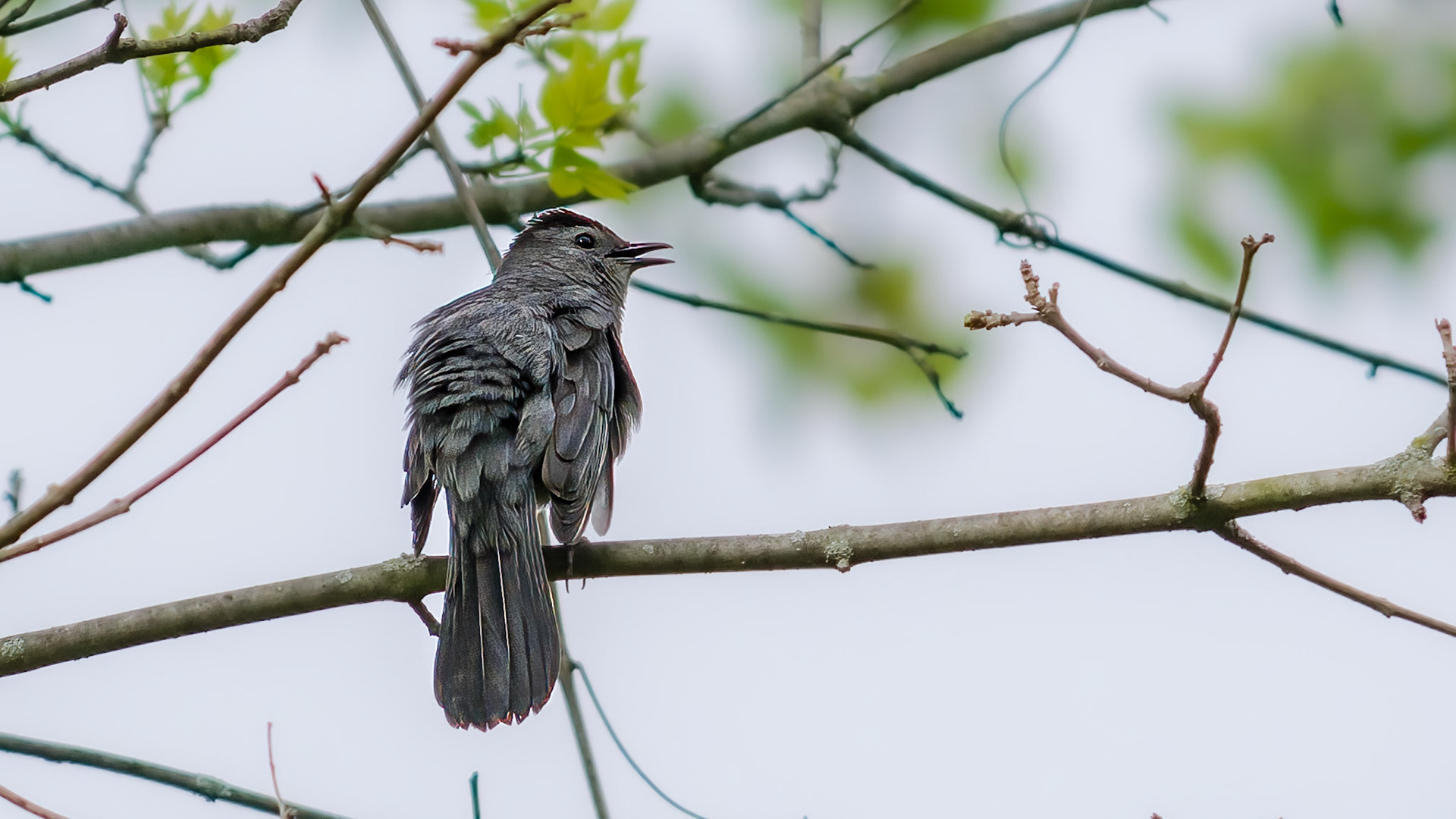 Gray Catbird @ Audubon Park,  Columbus Oh