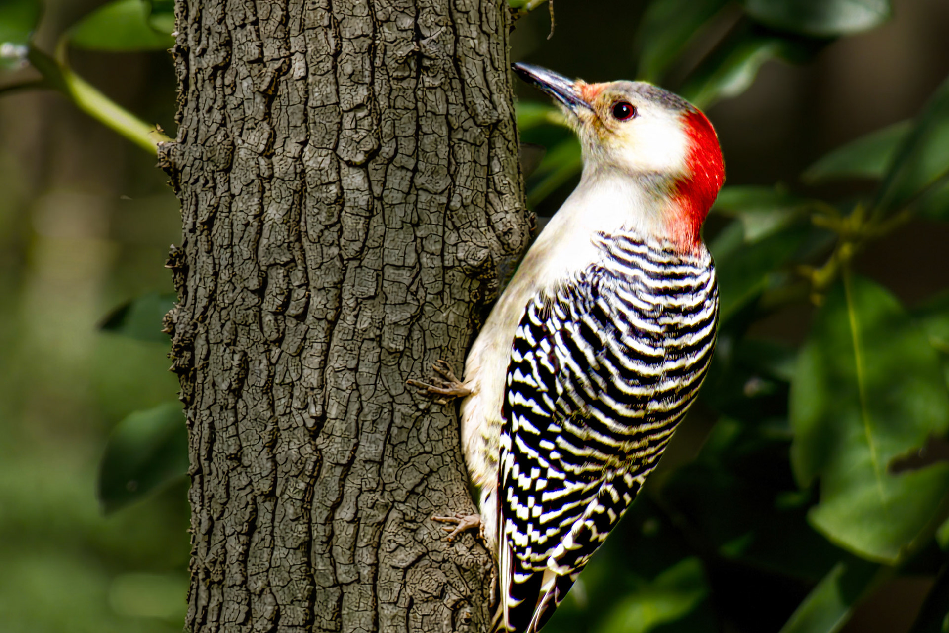 Redbellied Woodpecker @ Mount Royal,  Dover Pa