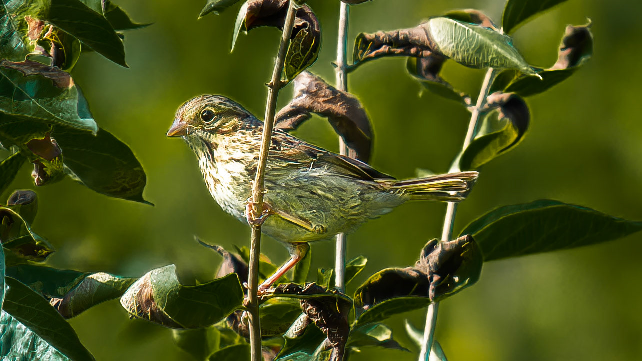Vesper Sparrow @ Audubon Park,  Columbus Oh
