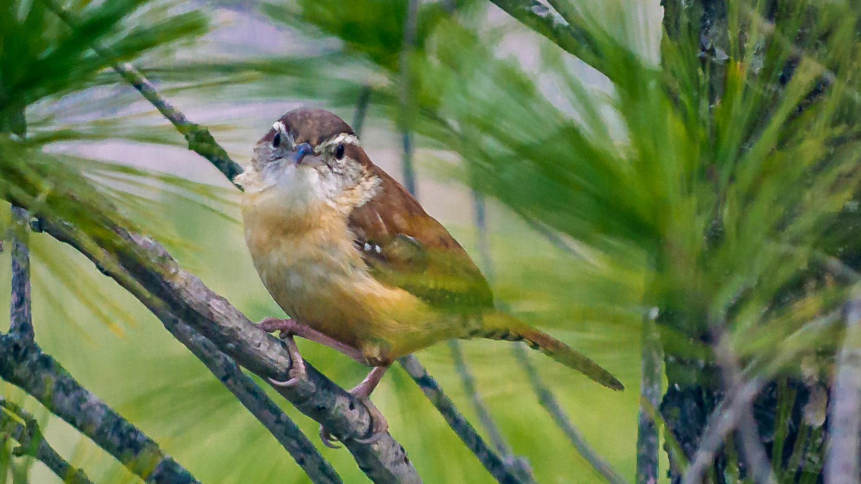 McNaughten Place - Carolina Wren -