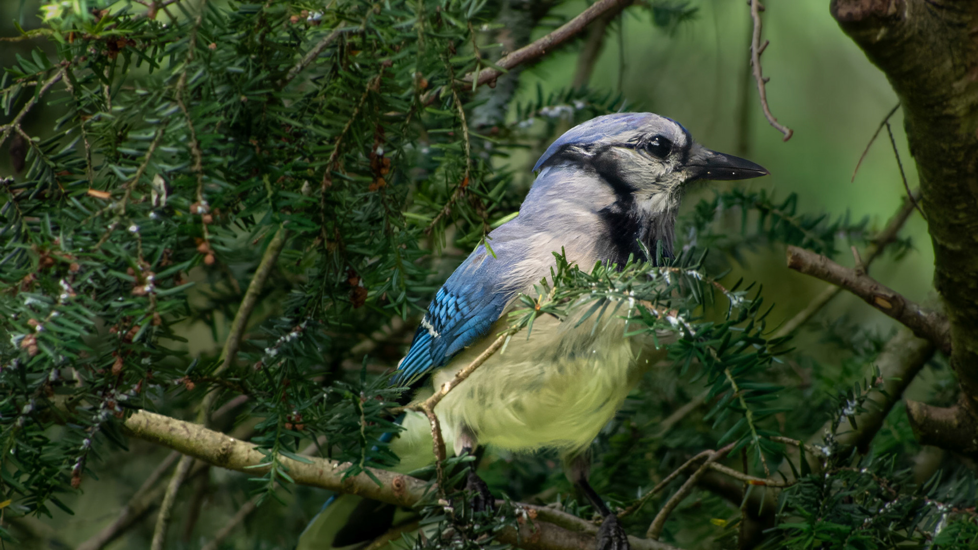 Blue Jay @ Mount Royal,  Dover Pa