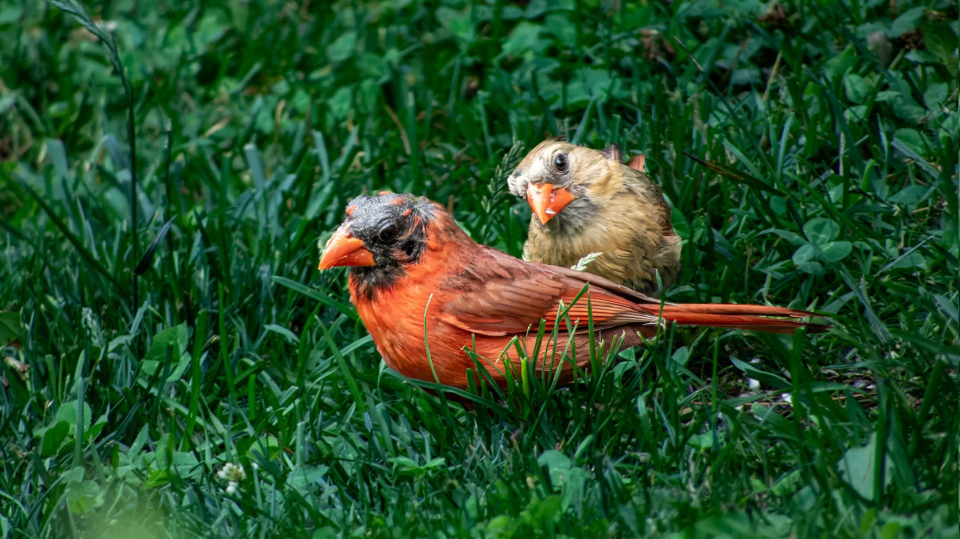 Northern Cardinal @ Mount Royal,  Dover Pa
