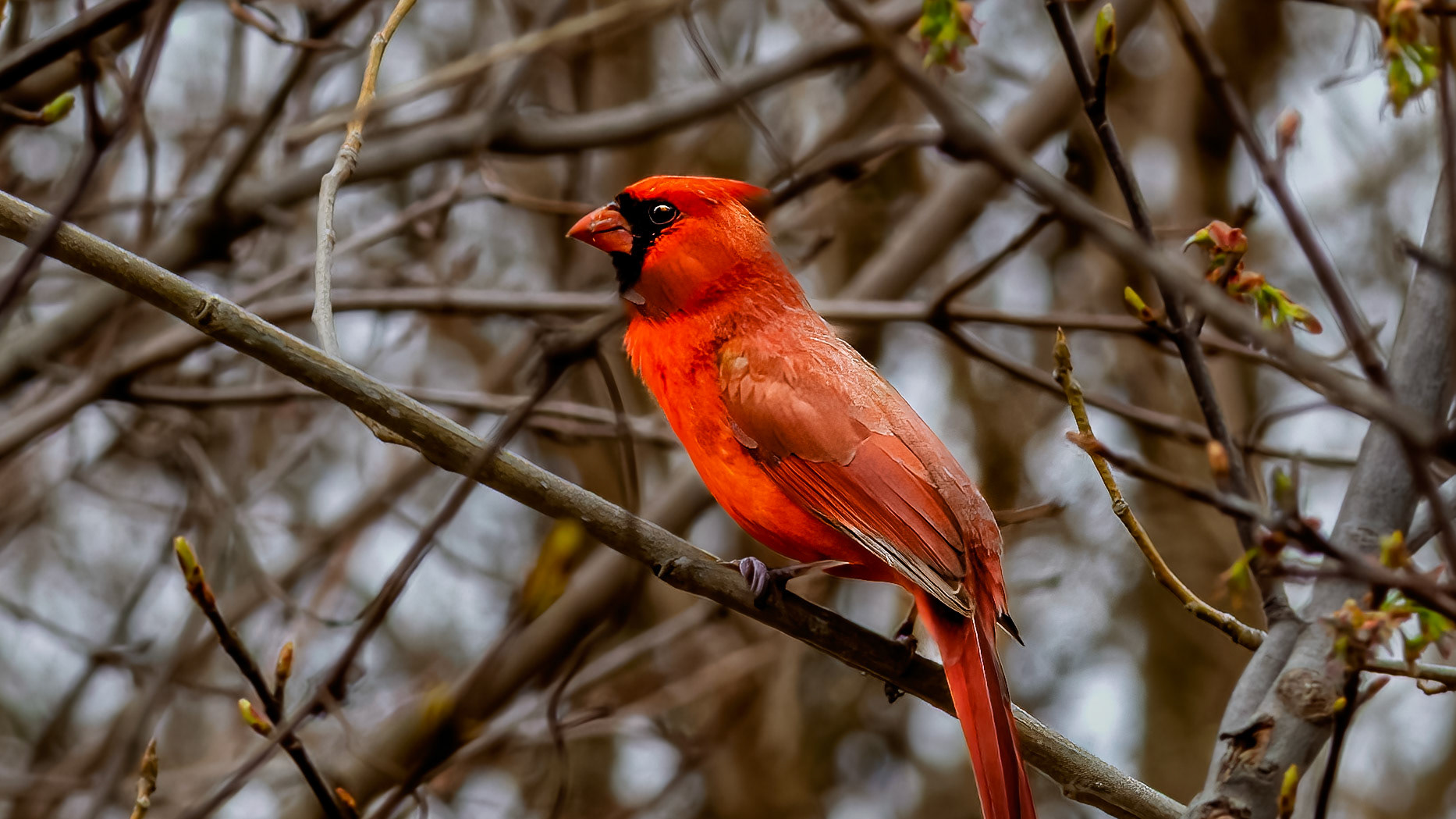 Birds, Northern Cardinal @ -⁨Scioto Audubon Metro Park⁩, ⁨Columbus⁩, ⁨Ohio⁩