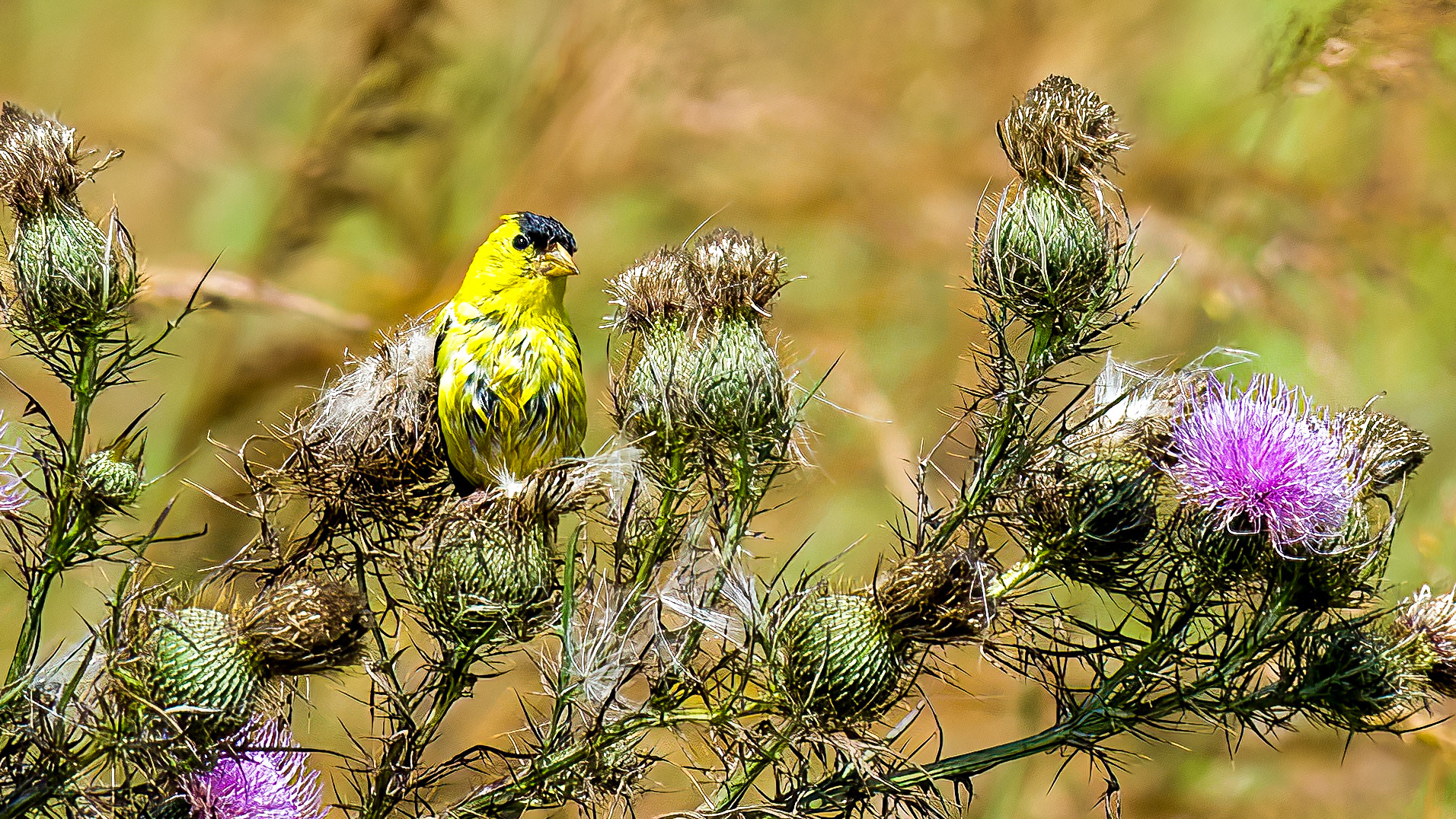 American Goldfinch @ Darby Creek Park,
