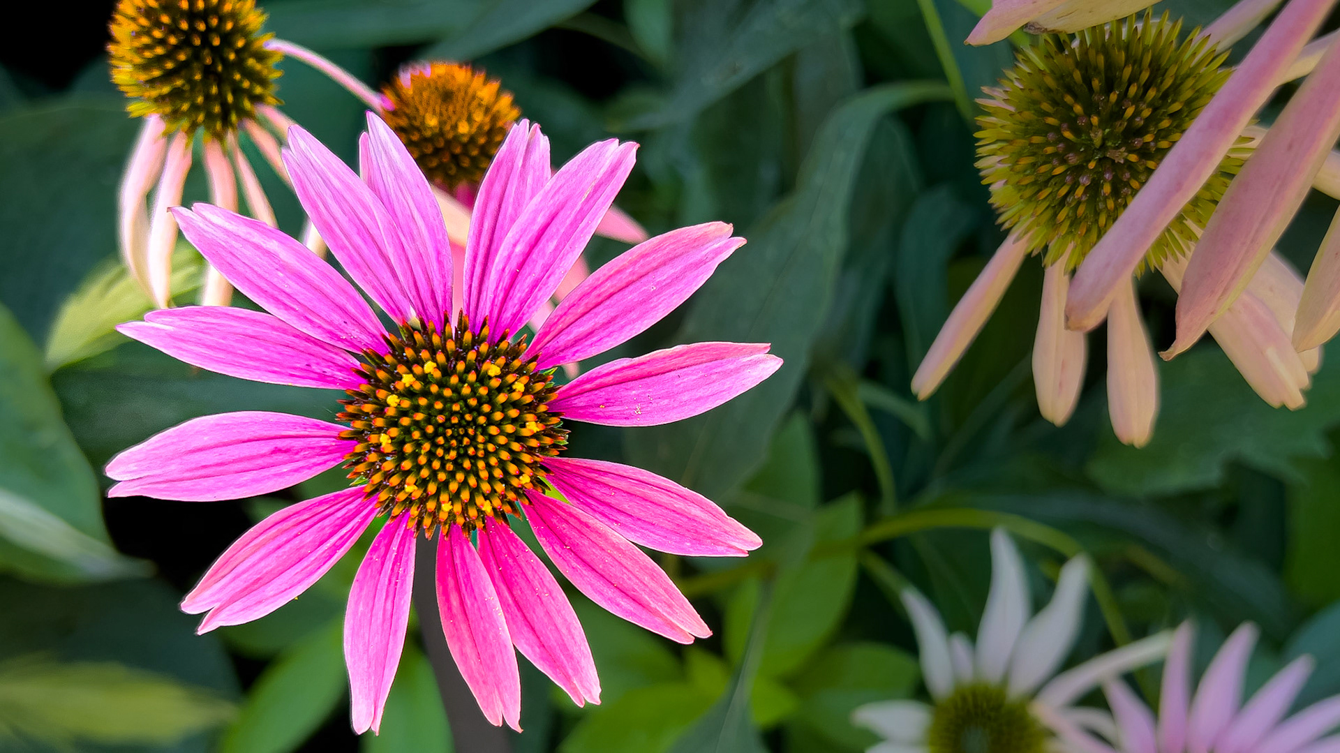 8/3/25-Victorian Village