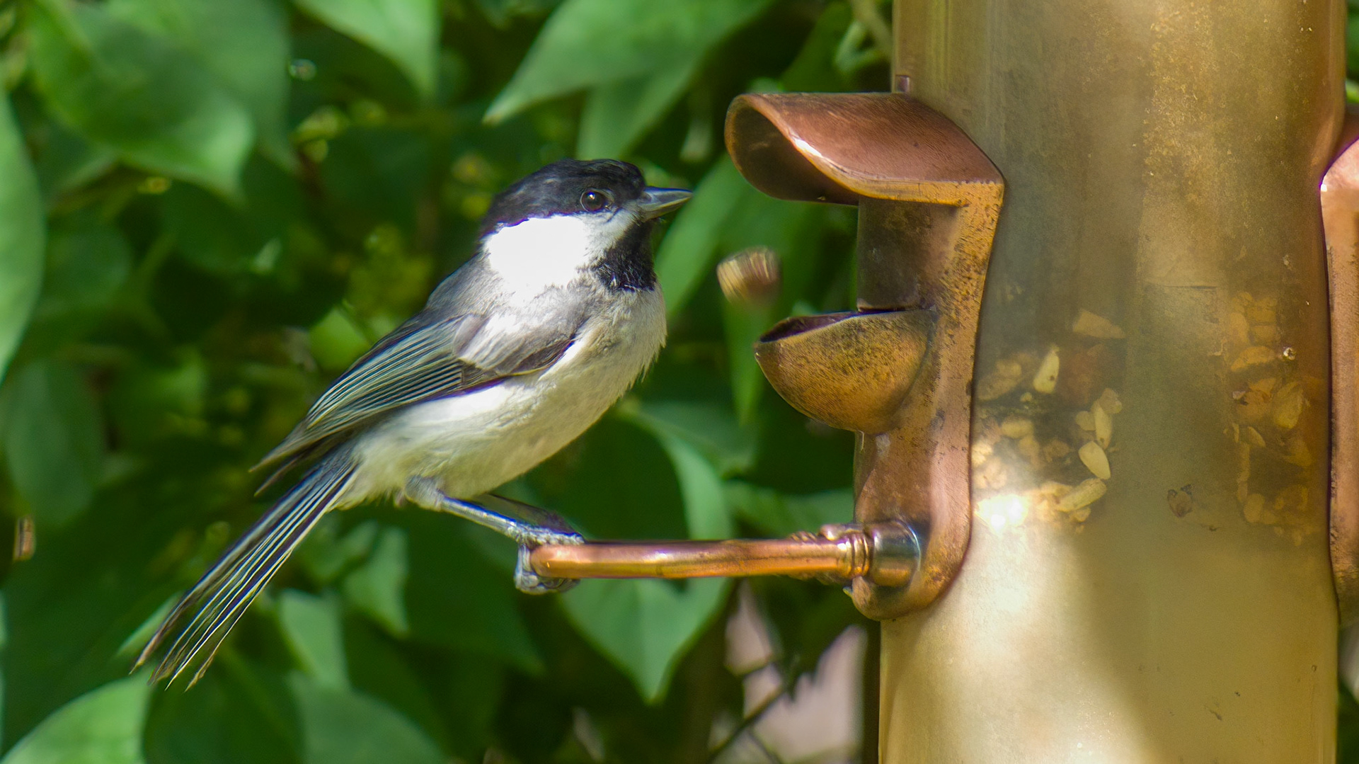 Carolina Chickadee @ Mount Royal,  Dover Pa