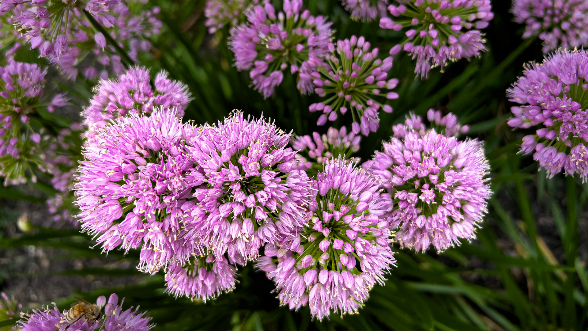 20250616-Ohio Living Westminster Thurber,  Columbus Oh