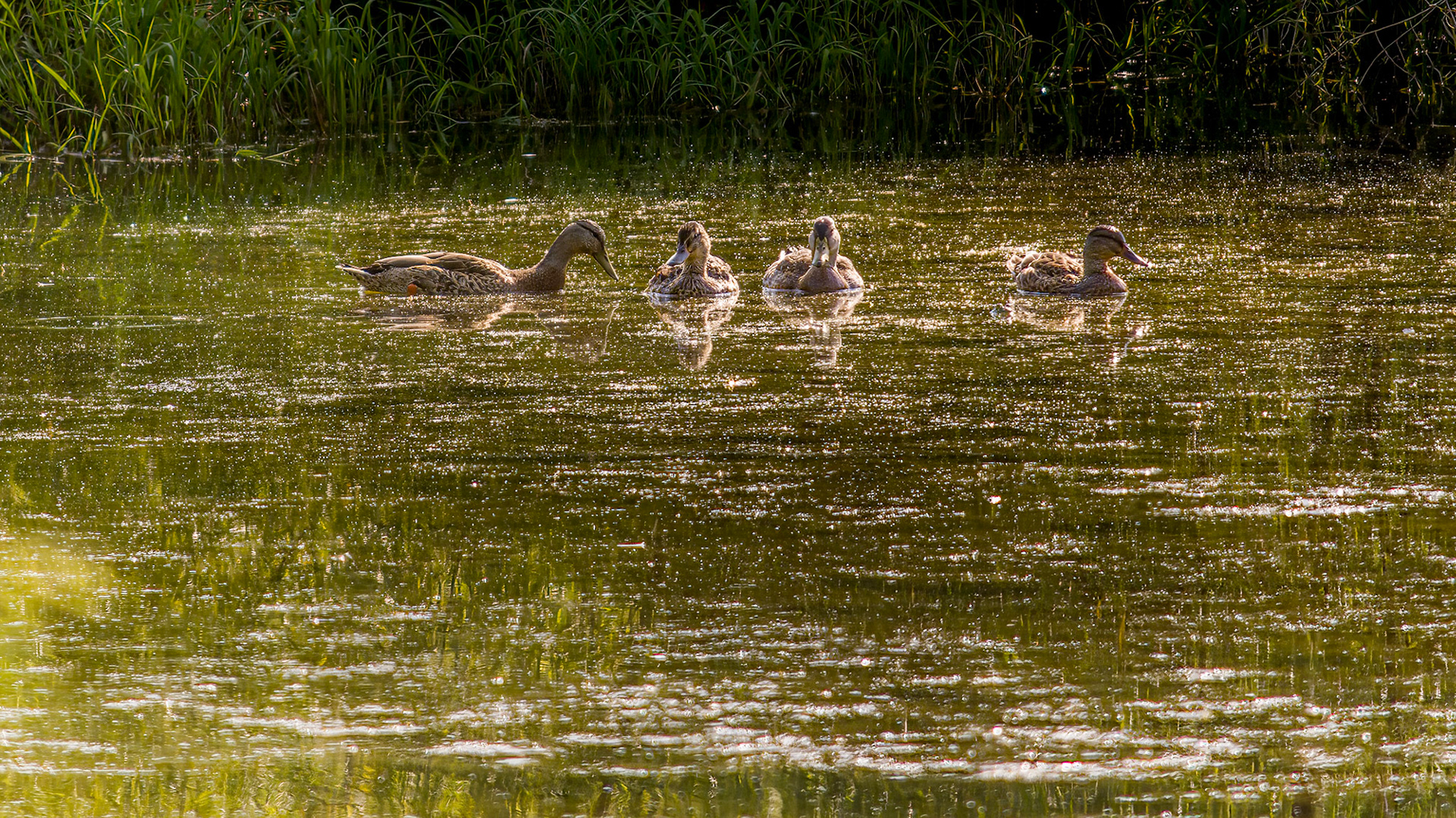 Mallard @ Audubon Park,  Columbus Oh