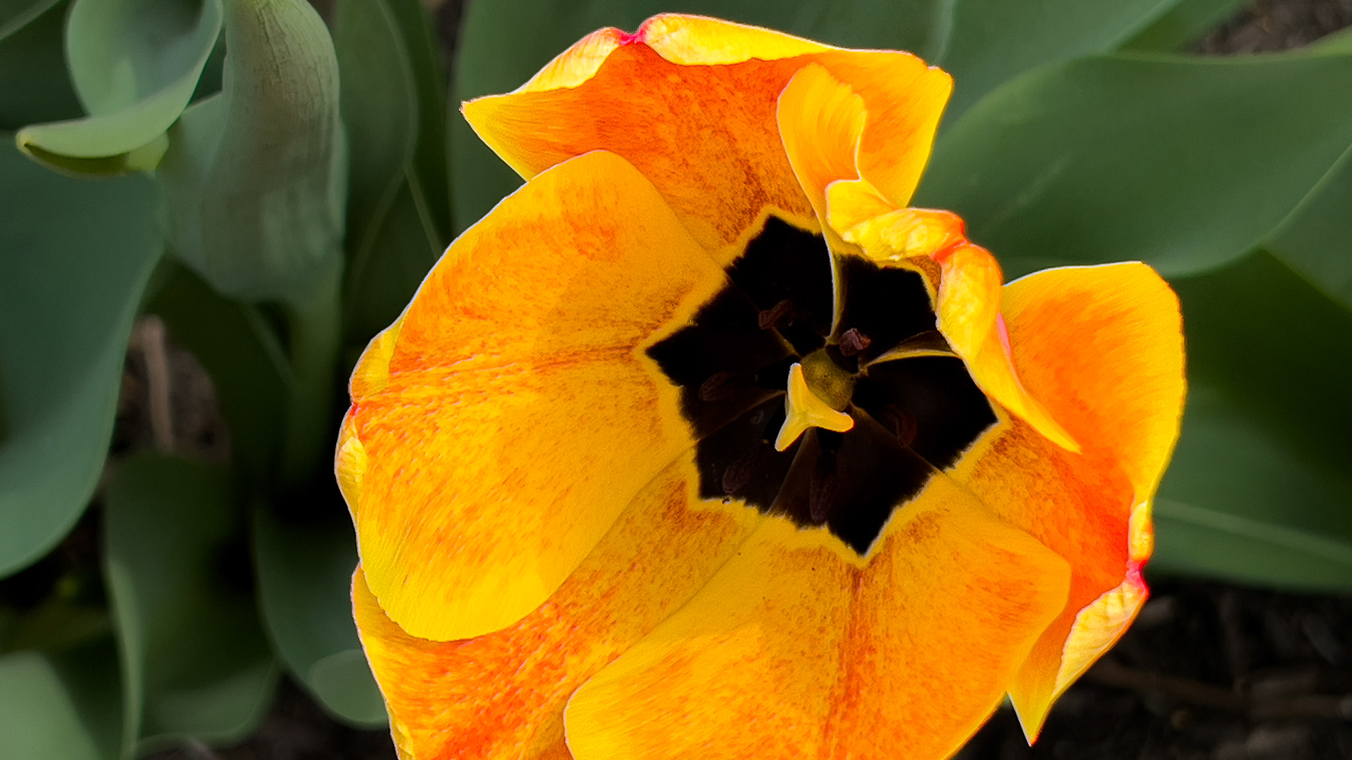 4/14/25-@ Victorian Village,  Columbus Ohio