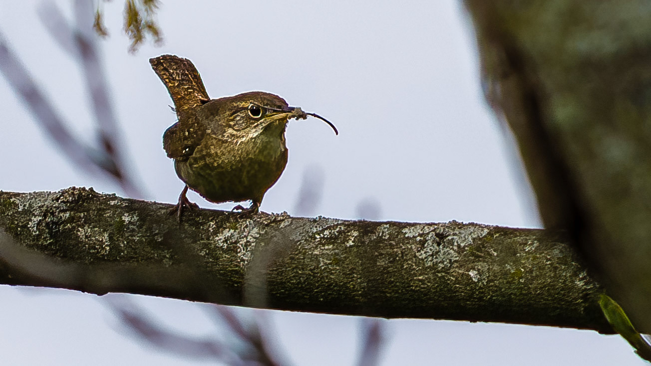 House Wren @ Audubon Park,  Columbus Oh