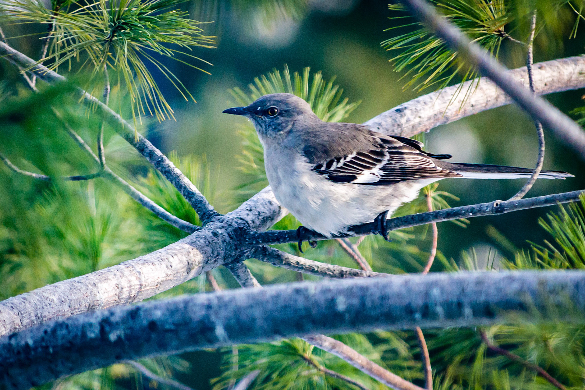 McNaughten Place-Columbus, Oh -- Northern Mockingbird