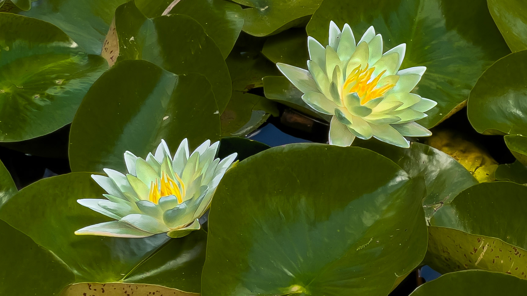8/26/25-⁨Goodale Park⁩, ⁨Columbus⁩, ⁨Ohio⁩, ⁨United States⁩ - Waterlily