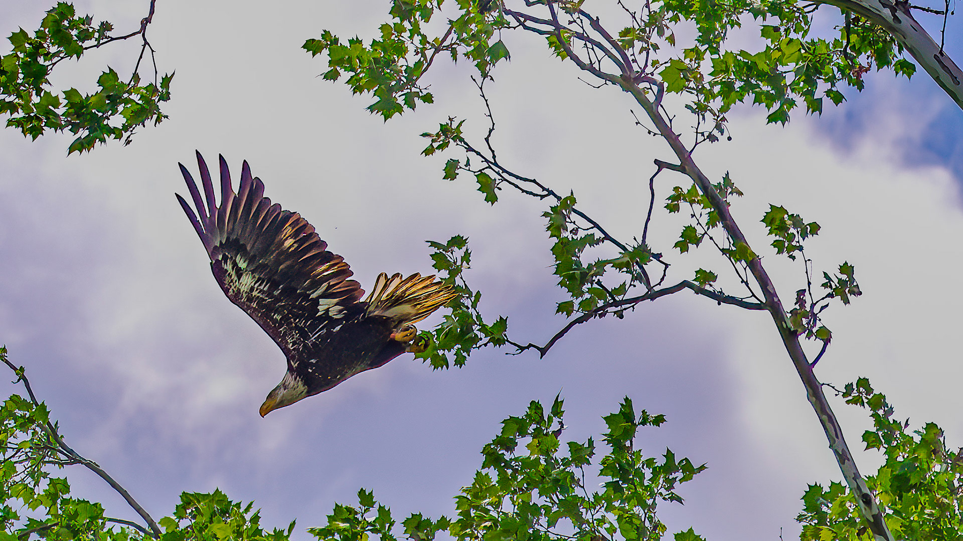 Bald Eagle @ Rush Creek Lake,  Rushville Oh