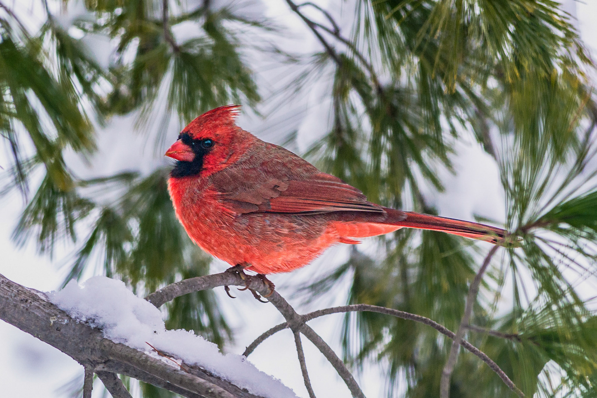 Northern Cardinal @ -Columbus