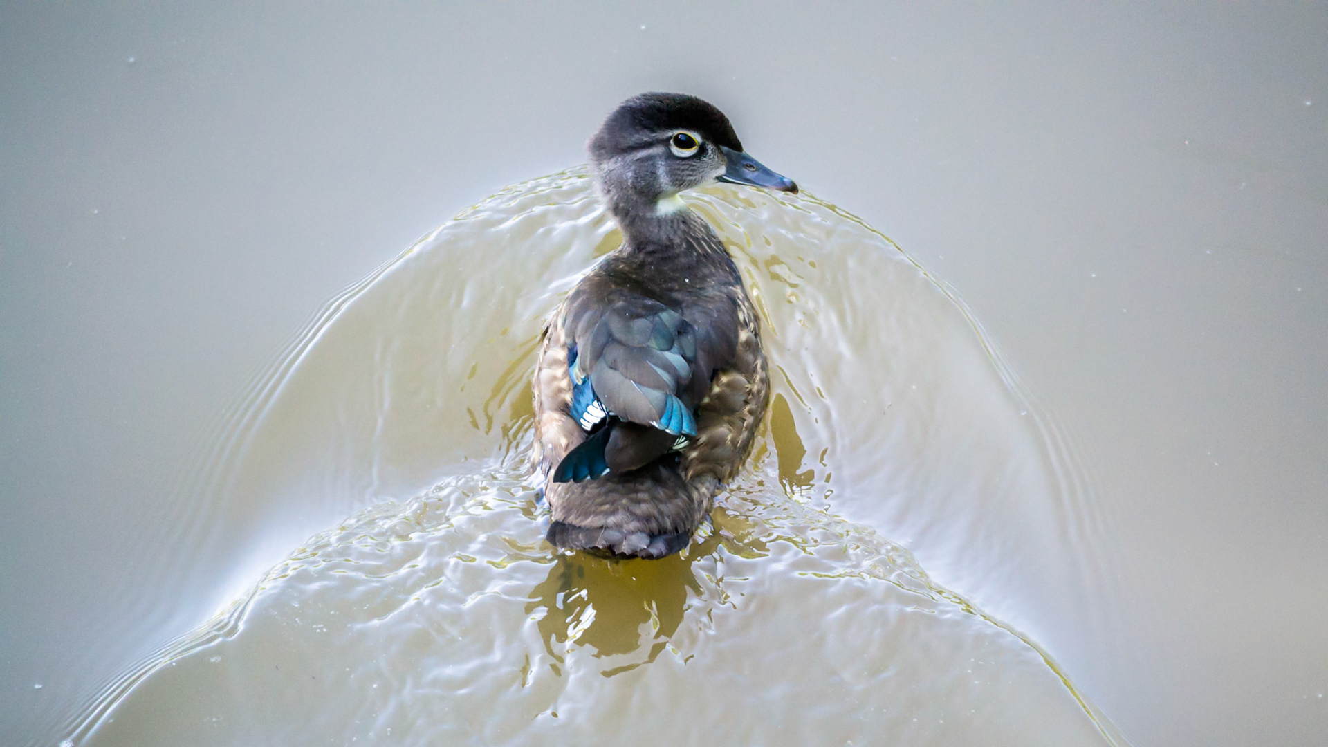 Birds, Wood Duck @  ⁨Scioto Audubon Metro Park⁩, ⁨Columbus⁩, ⁨Ohio⁩