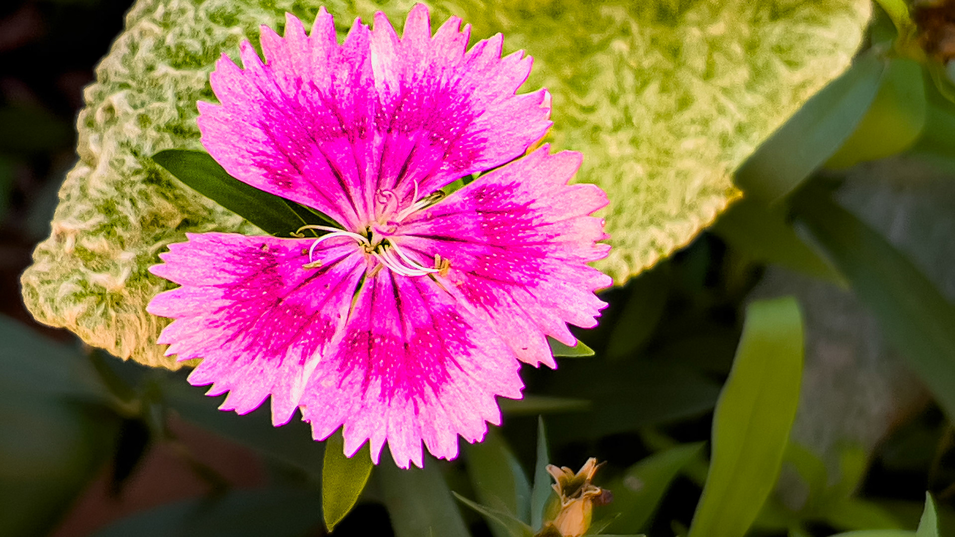 8/3/25-Victorian Village