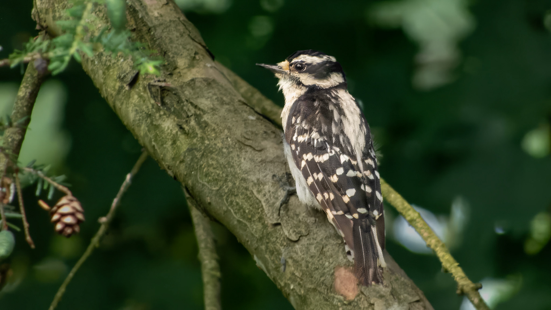 Downey Woodpecker @ Mount Royal,  Dover Pa