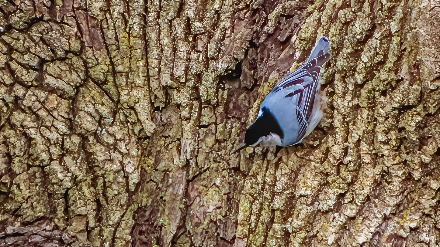 Whitebreasted Nuthatch @ McNaughten Place, Columbus, Ohio
