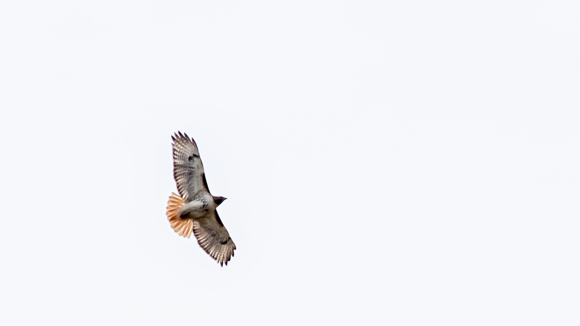 Red tail Hawk  @ Scioto Audubon Park-Columbus, Oh