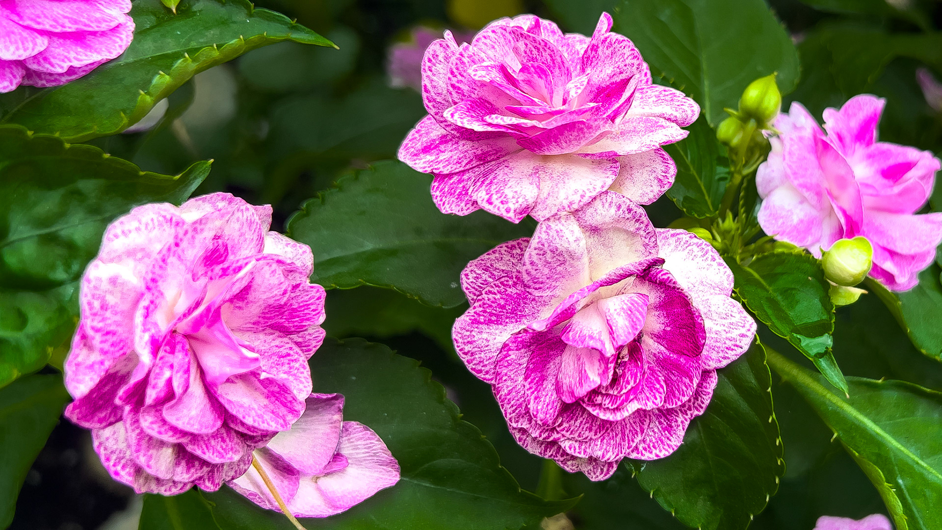 8/23/25-Harrison West-⁨Columbus⁩, ⁨Ohio⁩, ⁨United States⁩