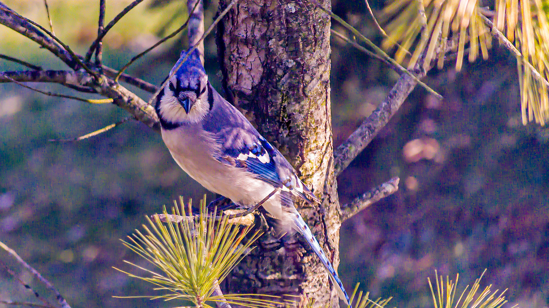 Blue Jay @ McNaughten Place,  Columbus Ohio