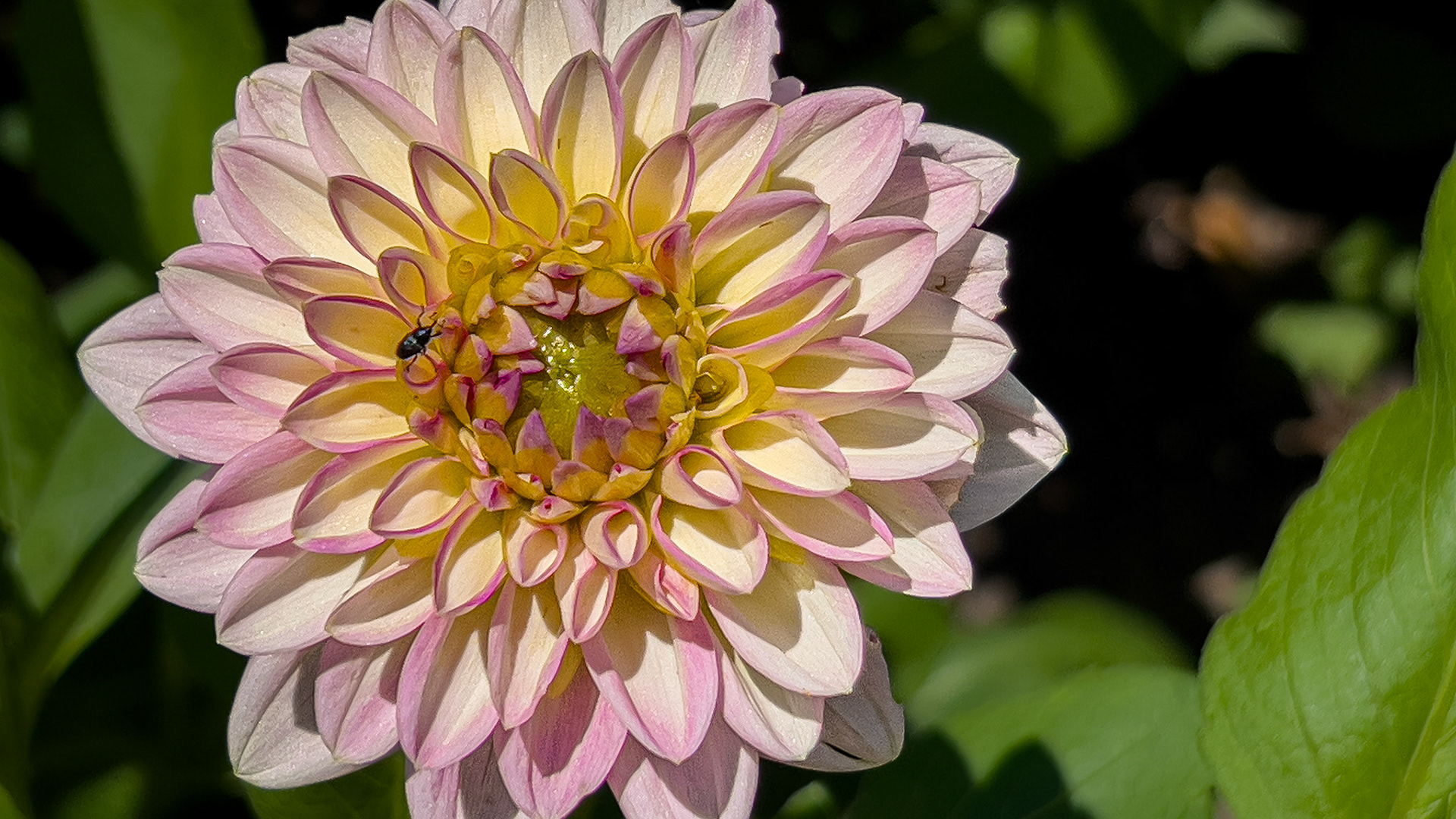 6/28/24 @ Dawes Arboretum,  Licking County Oh