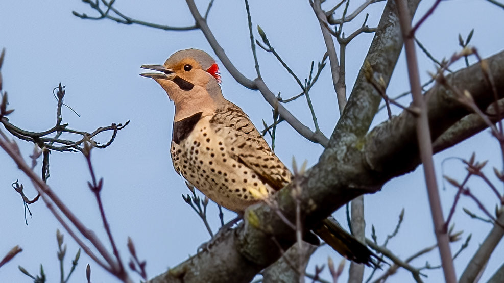 Northern Flicker @ Scioto Audubon Park-Columbus, Oh