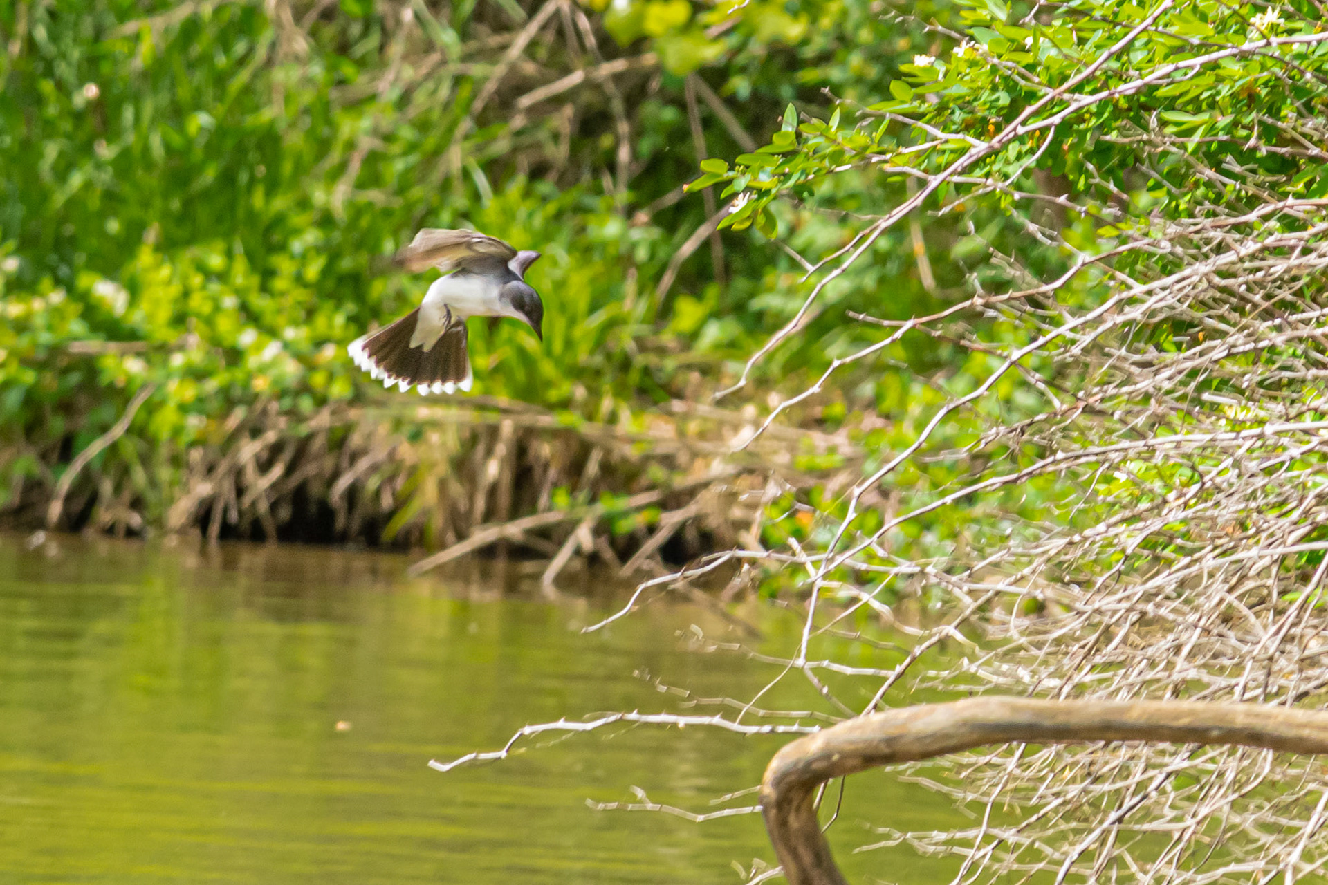 Rush Creek Lake-Rushville, Oh -- Eastern Kingbird