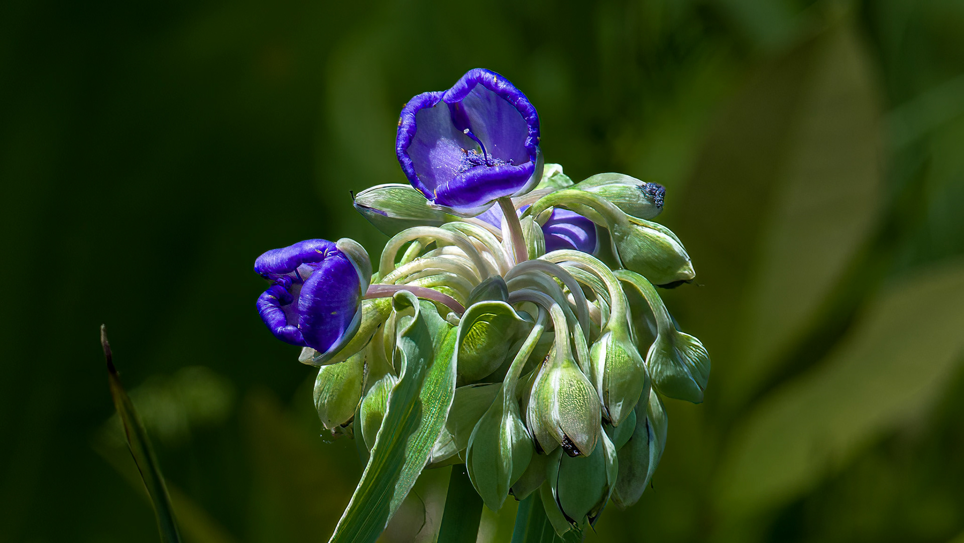 6/14/18-⁨Scioto Audubon Metro Park⁩, ⁨Columbus⁩, ⁨Ohio⁩, ⁨United States⁩