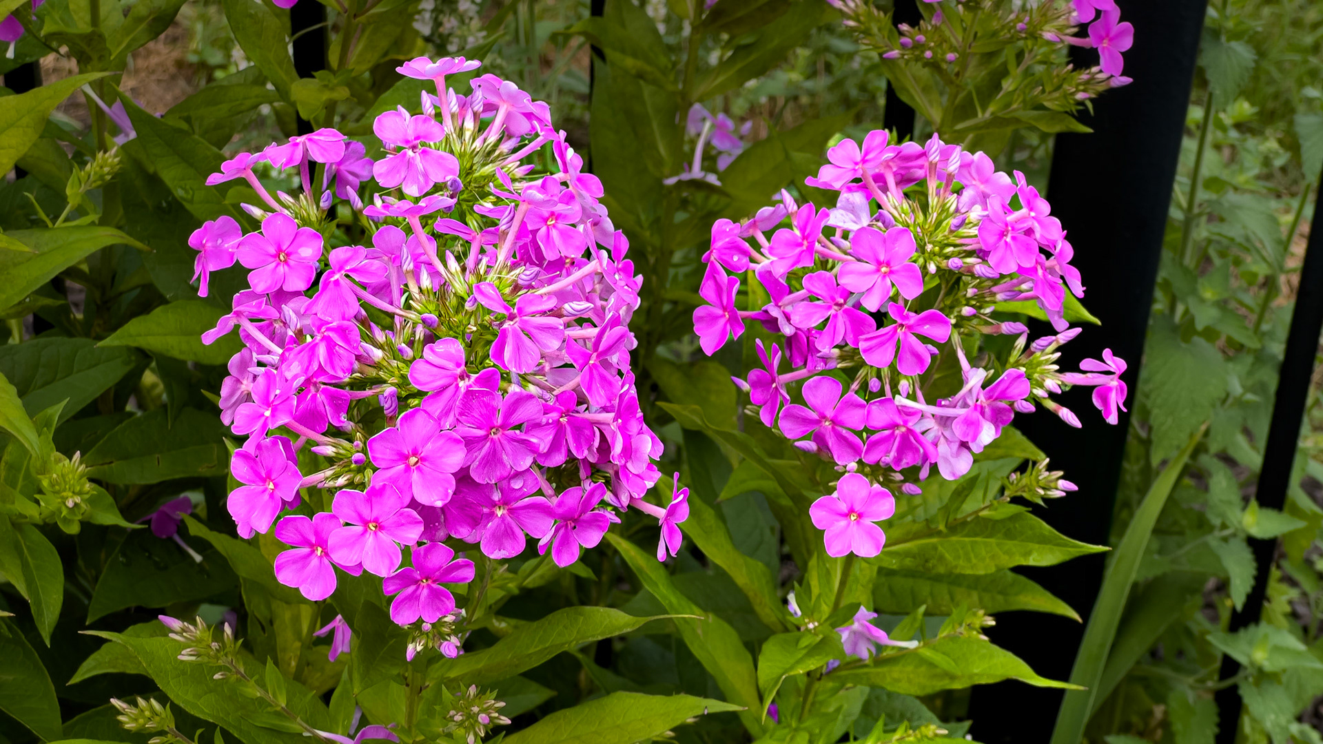 20250701-⁨Goodale Park⁩, ⁨Columbus⁩, ⁨Ohio⁩