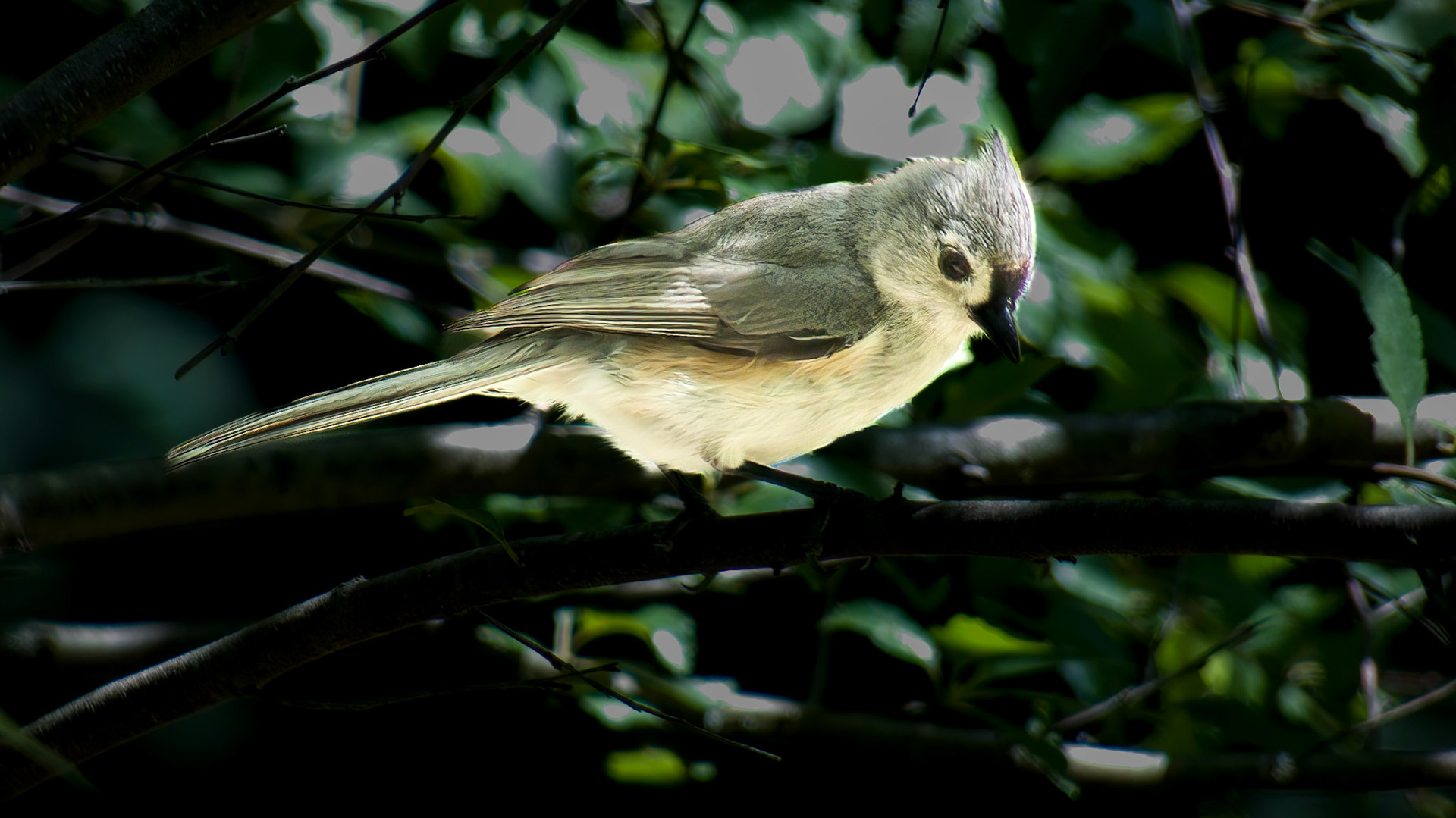 Tufted Titmouse @ Mount Royal,  Dover Pa