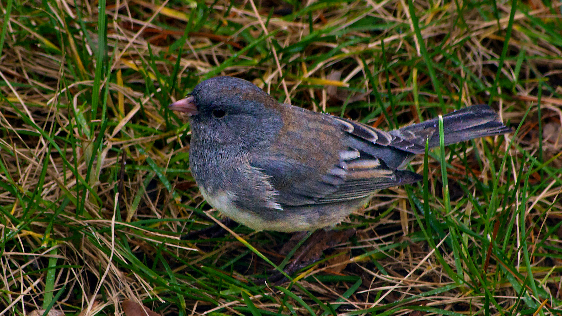 Dark-Eyed Junco @ McNaughten Place, Columbus, Ohio