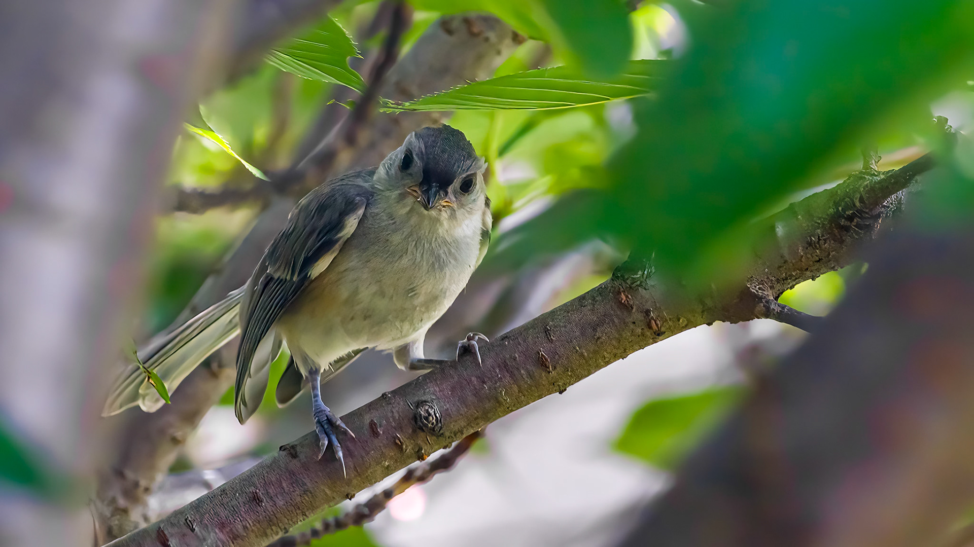 Tufted Titmouse @ McNaughten Place,  Columbus Oh