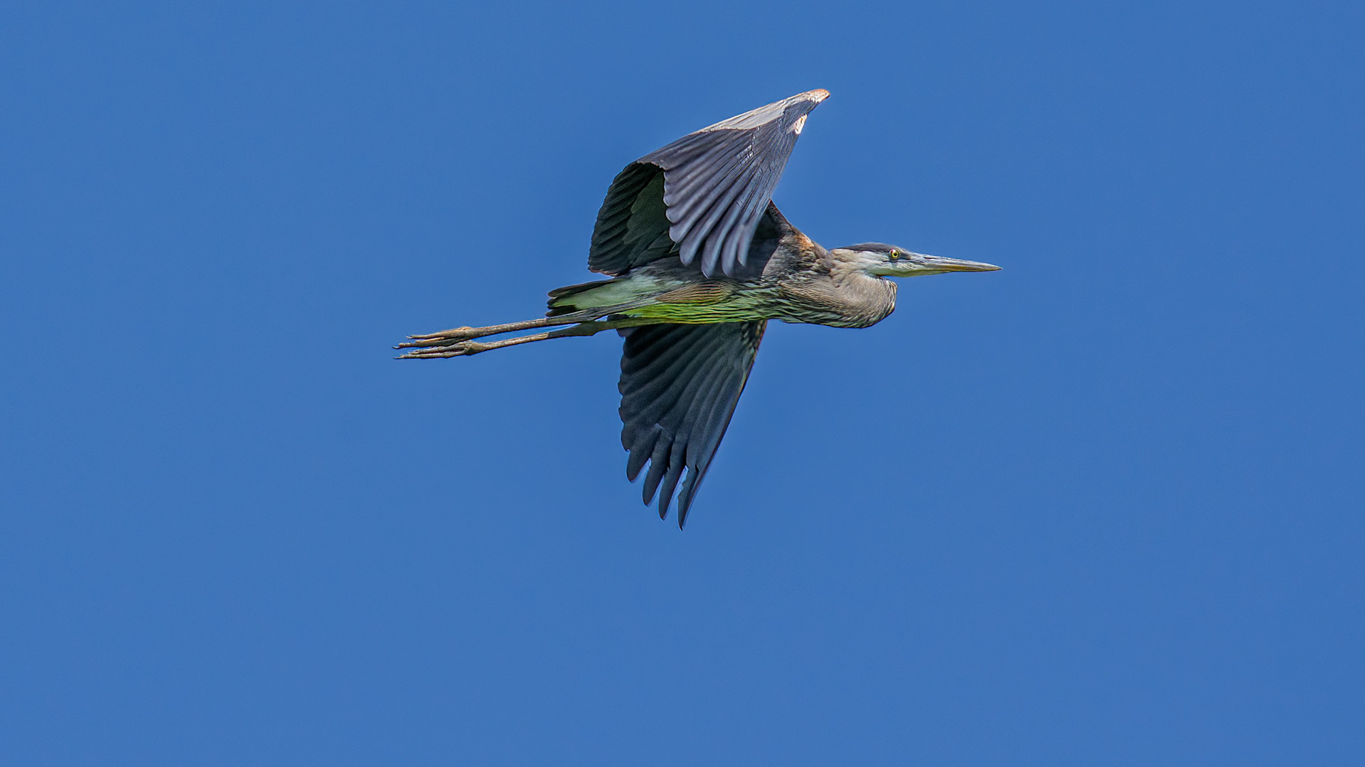 Great Blue Heron @ Audubon Park,  Columbus Oh