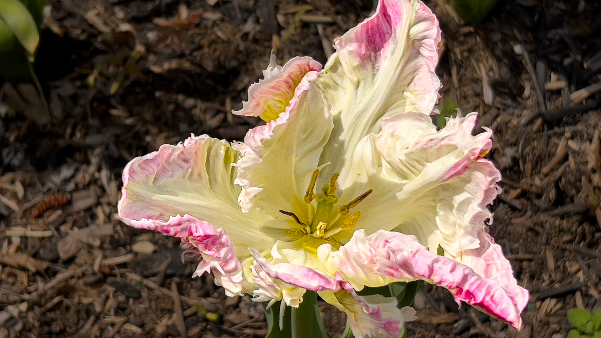 4/14/25-@ Victorian Village,  Columbus Ohio