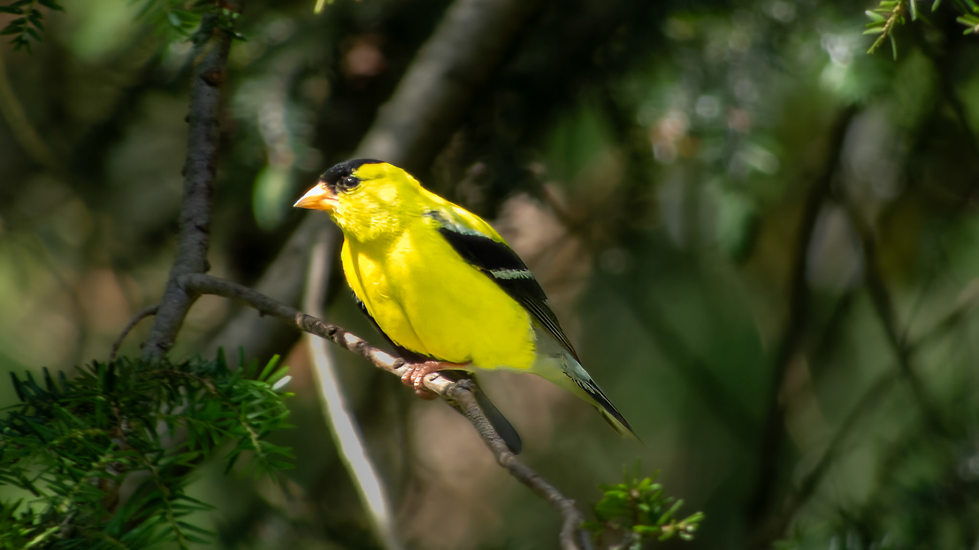 American Goldfinch @ Mount Royal,  Dover Pa