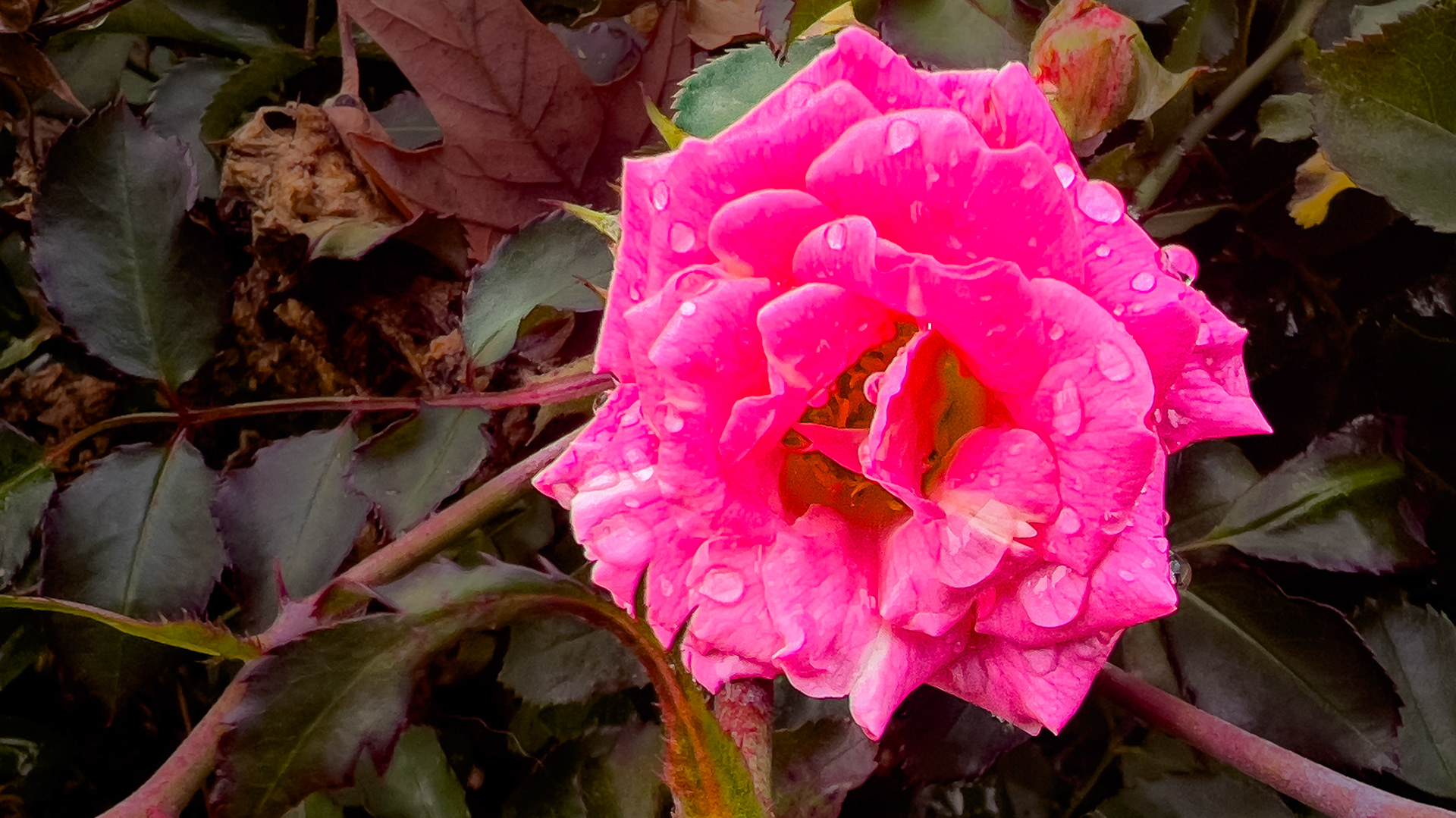 11/19/24-Columbus-Harrison West