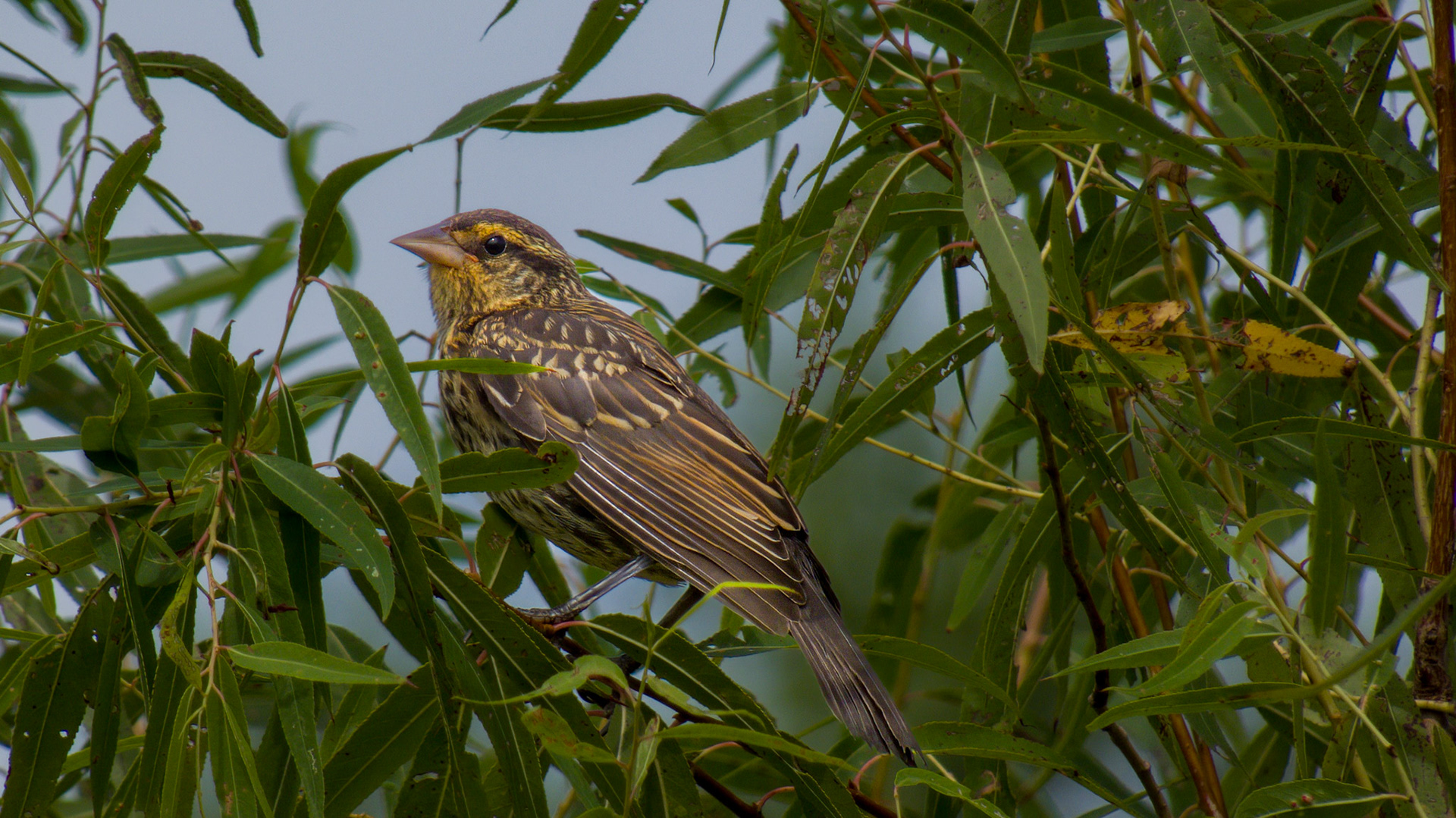 Redwinged Blackbird @ Audubon Park- Females are streaked brown and often confused with sparrows.