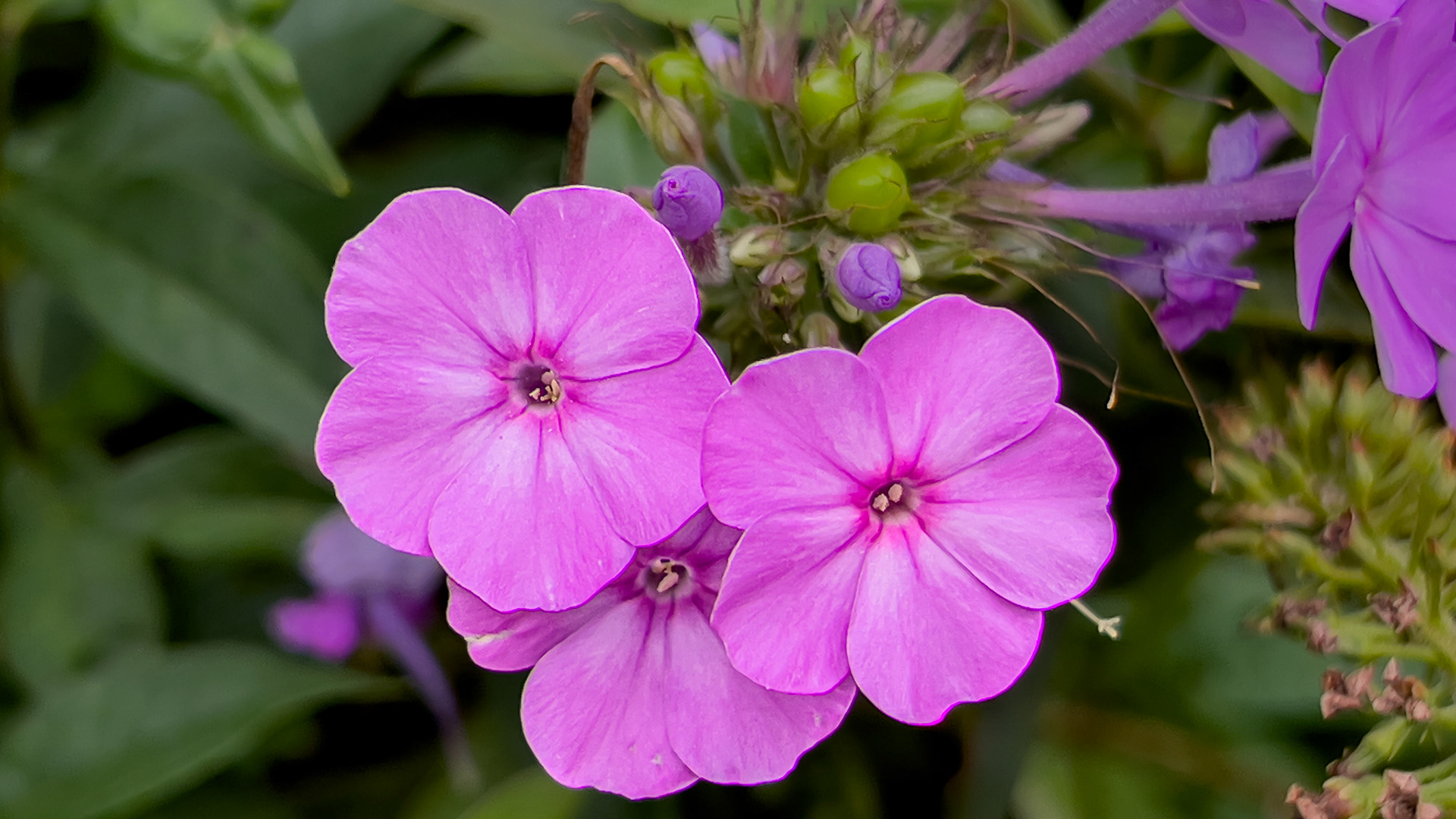 8/31/24 @ Mount Royal, Dover Pa