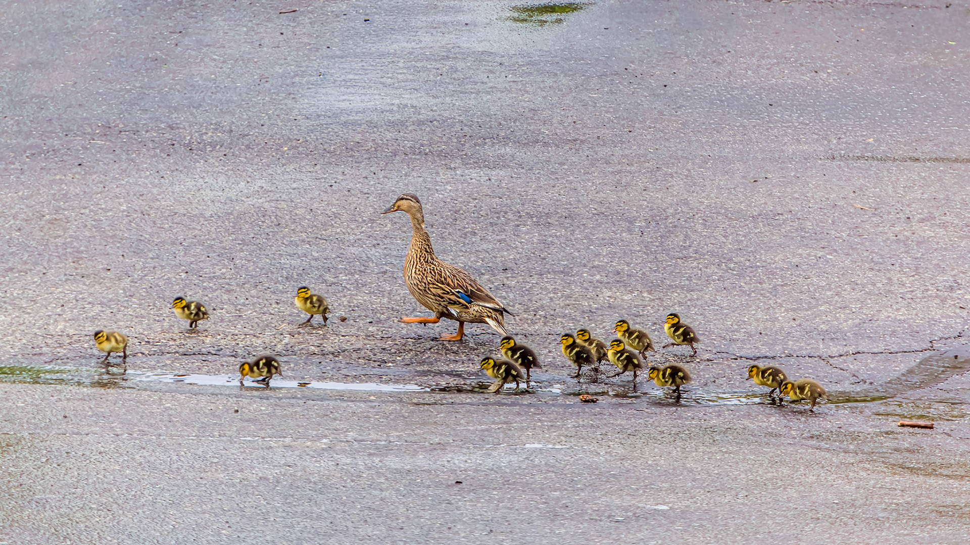 Birds, Mallard @ McNaughten Place, Columbus, Ohio