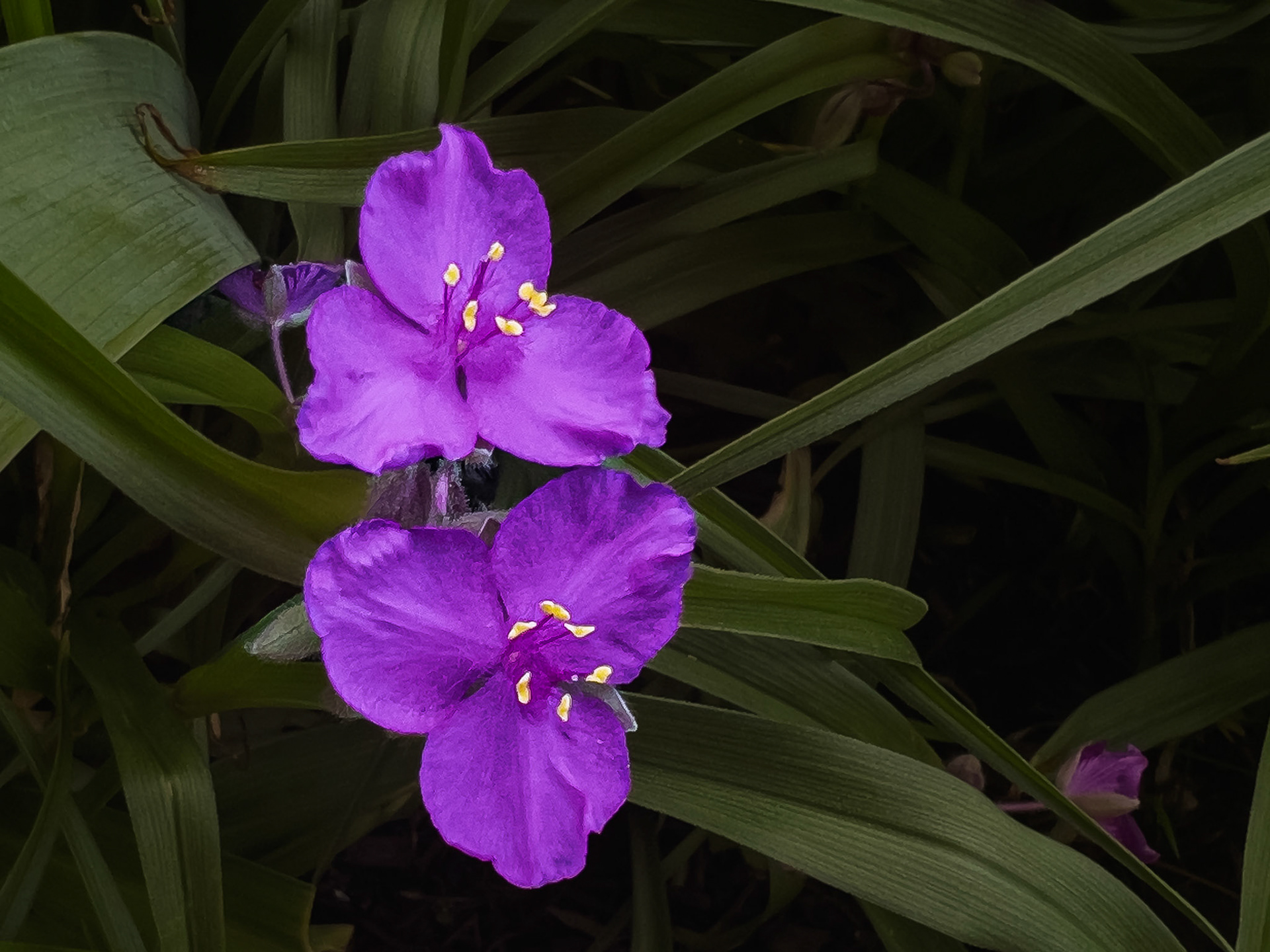 05/1/2026-⁨Harrison West-⁨Columbus⁩, ⁨Ohio⁩ - Virginia spiderwort
