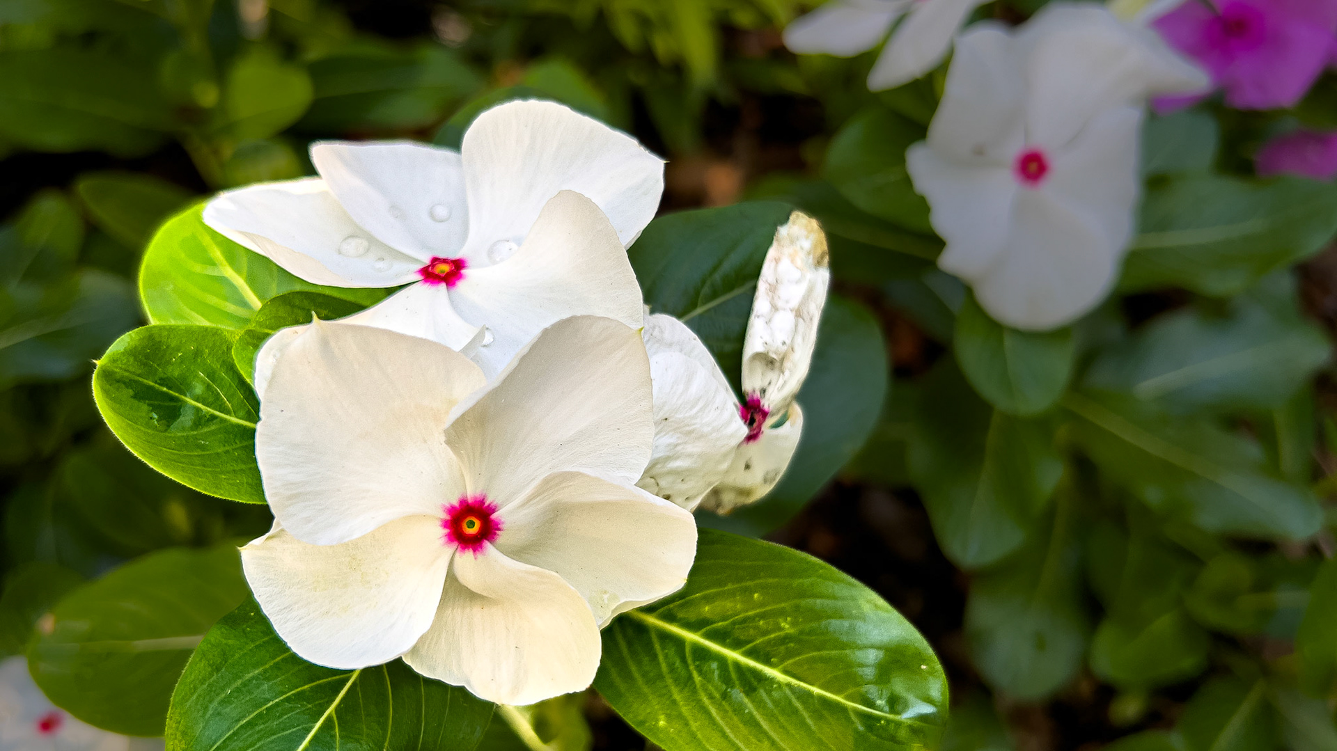 7/5/24 @ Victorian Village,  Columbus Ohio