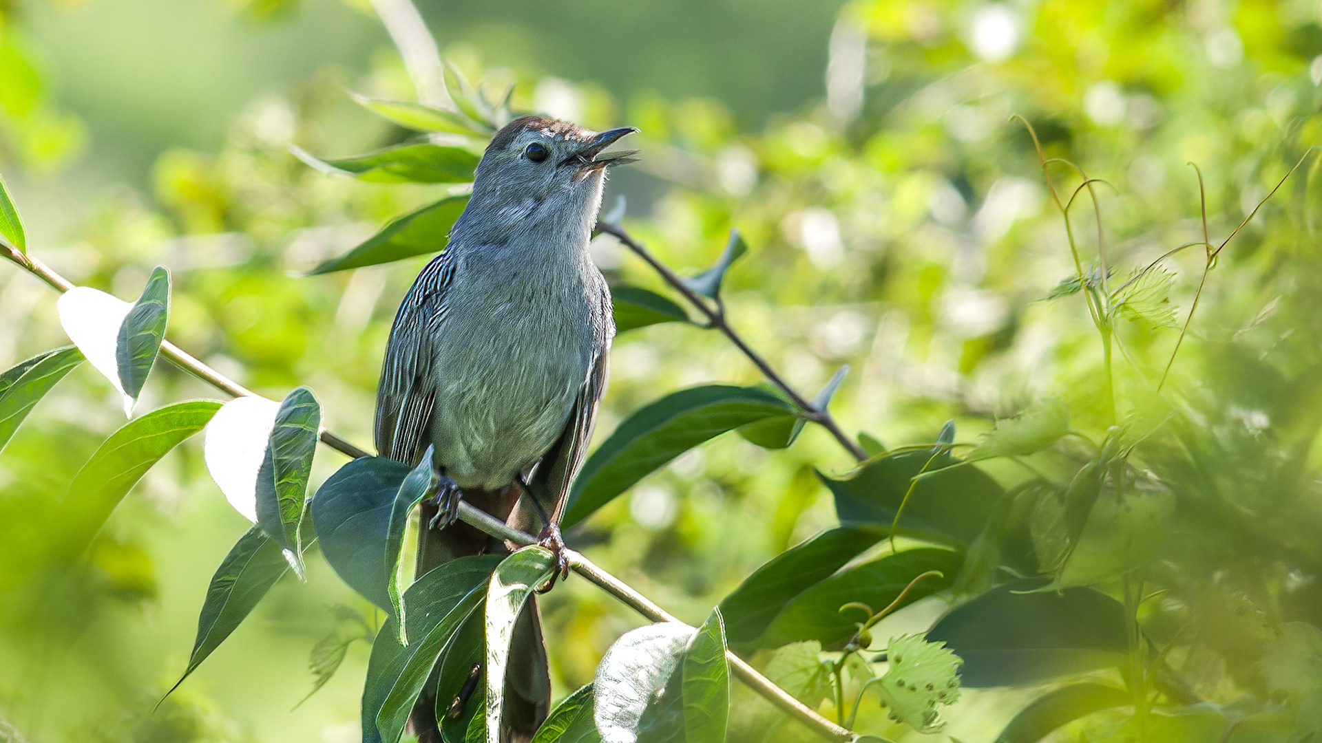 Gray Catbird @ Audubon Park,  Columbus Oh