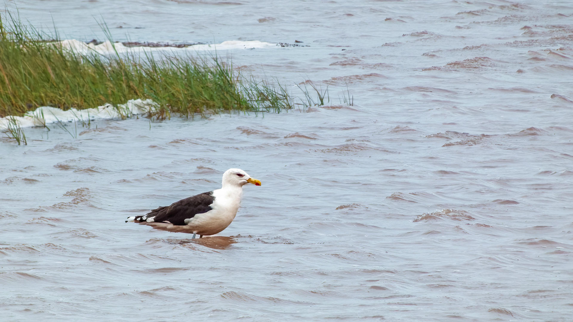 Great Black-backed Gull @ Nova Scotia