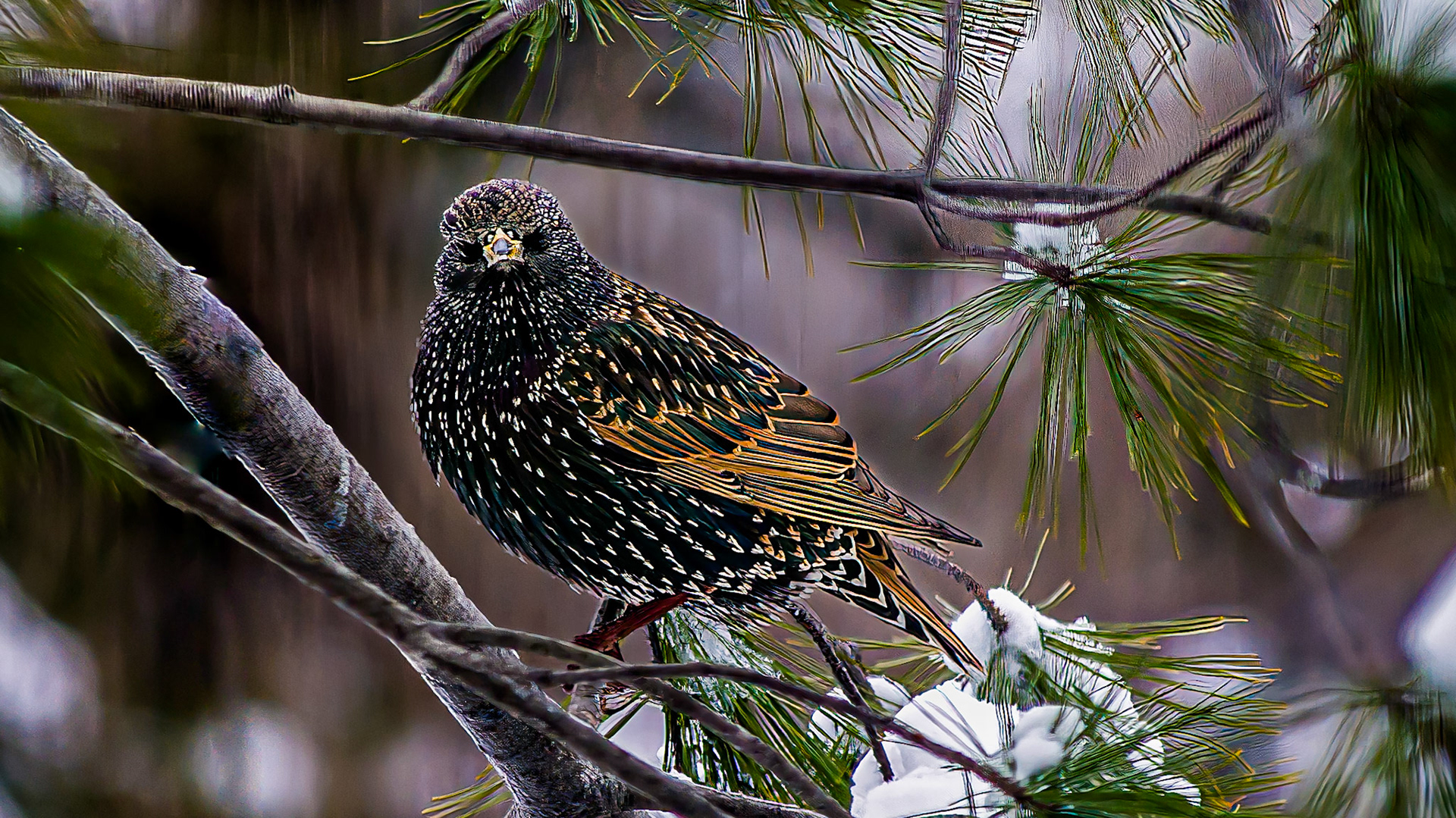 European Starling @ McNaughten Place,