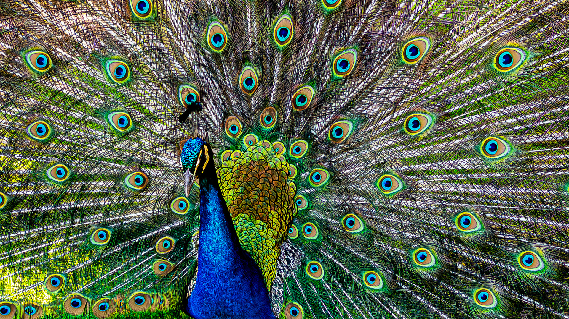 Pavo (Peacock) @ Kingwood Center,  Mansfield Ohio