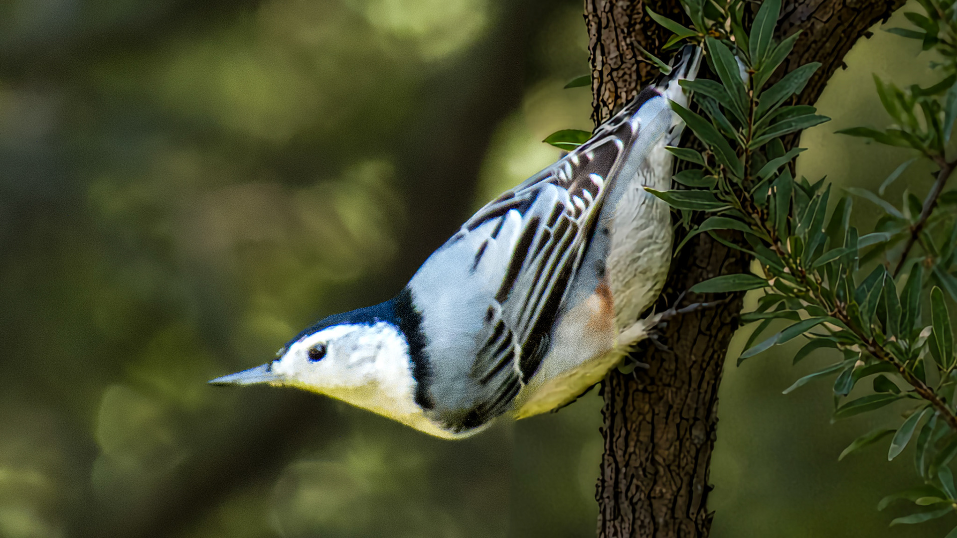 Whitebreasted Nuthatch @ Mount Royal, Dover Pa