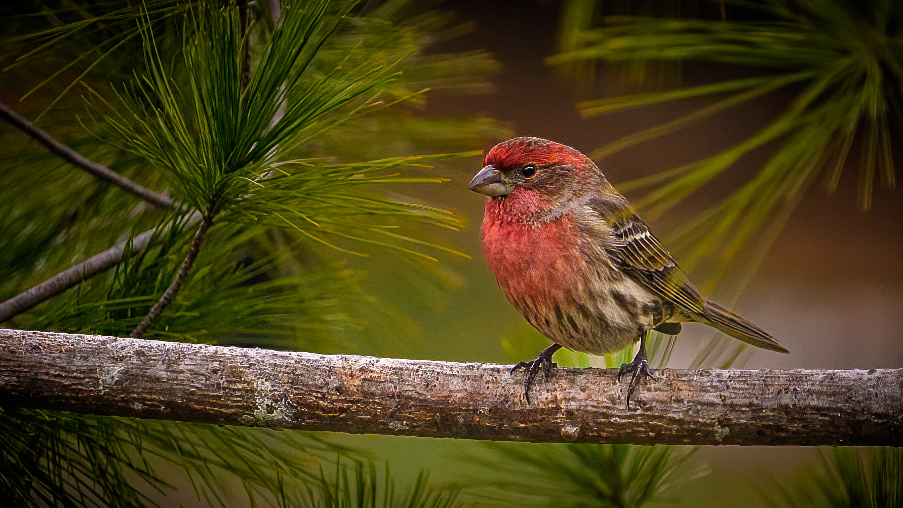 Birds, House Finch @  Scioto Audubon Metro Park⁩, ⁨Columbus⁩, ⁨Ohio⁩